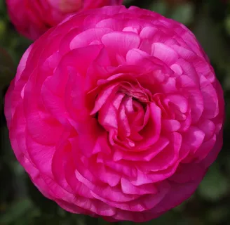 罂粟，花，粉红色，花的，观赏，春天，植物