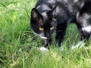 猫，宠物，Mieze，狩猎，劳尔，等待，狩猎