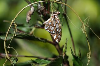 蝴蝶，昆虫，翼，野生动物，Bug，明亮，渺小