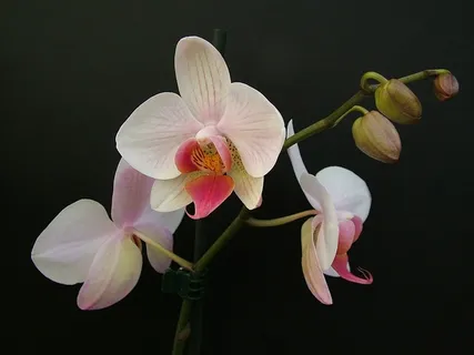 兰花,蝴蝶兰,花,花瓣,热带,开花 兰花,蝴蝶兰,花,花瓣,热带,开花