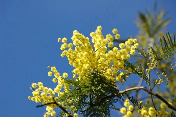黄花，含羞草，春天