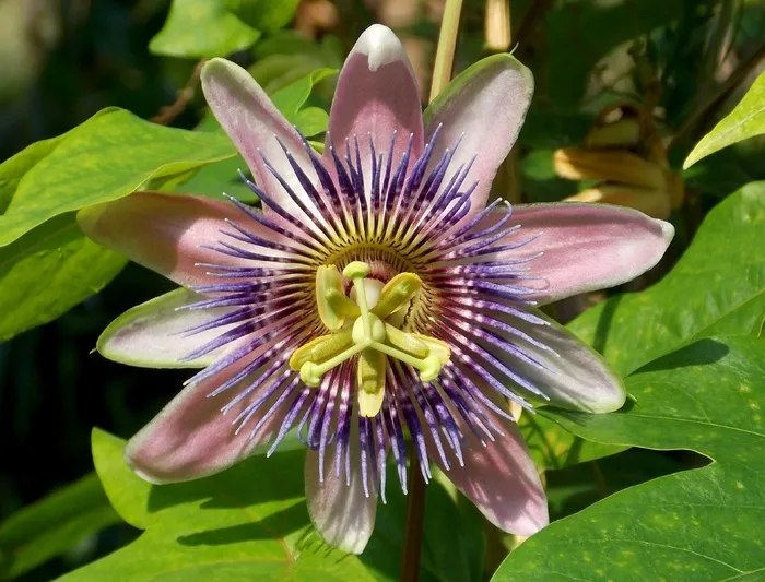 激情花，异国情调的花，开花，异国情调