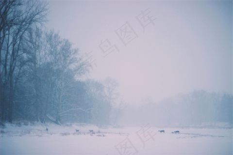 鹿，动物，穿越，冬季，雪，冷，暴雪