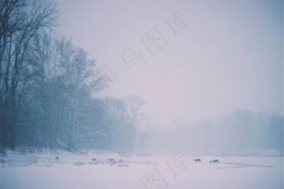鹿，动物，穿越，冬季，雪，冷，暴雪