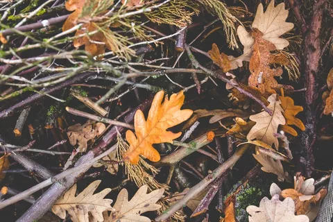 树,花卉,油画,卡通动漫人物,图画,森林地面与树枝和树叶 树,花卉,油画,卡通动漫人物,图画,森林地面与树枝和树叶