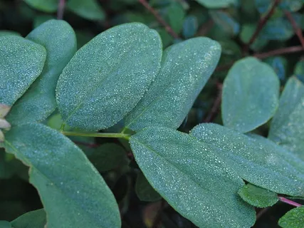 雪莓，Morgentau，滴水，露水，叶子，水