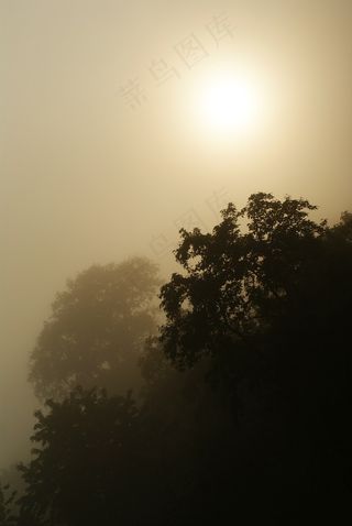 树,天空,太阳,晨曦,山峦,太阳树