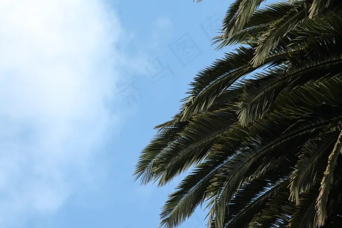 棕榈，树，天空，蓝色，绿色
