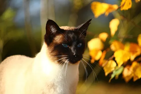 猫,秋,暹罗猫,Mieze,秋叶,宿醉 猫,秋,暹罗猫,Mieze,秋叶,宿醉