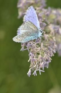 蝴蝶，宏，昆虫，虫子，蝴蝶