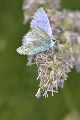 蝴蝶，宏，昆虫，虫子，蝴蝶