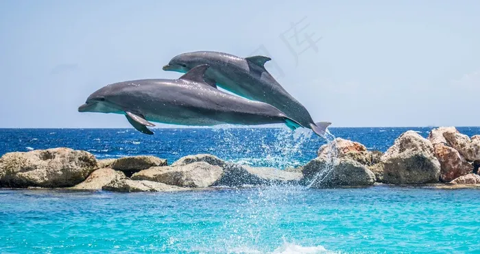 海豚，水族馆，跳跃，鱼，动物，海洋，水