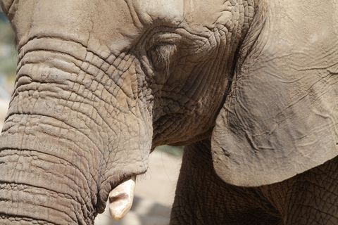 大象，动物，大，特写，眼睛，头，大