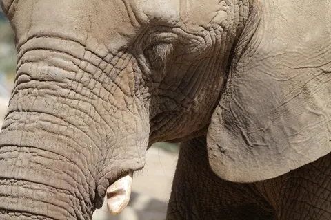 大象，动物，大，特写，眼睛，头，大