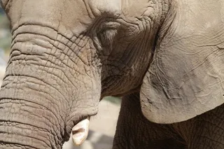 大象，动物，大，特写，眼睛，头，大