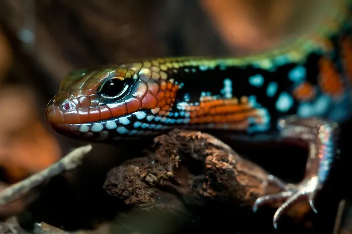 Splendor Skink，爬行动物，玻璃容器