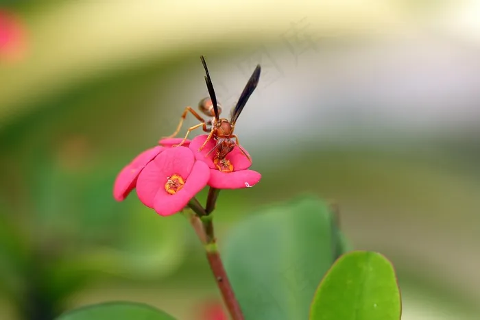 鸟和蜜蜂，授粉，蜜蜂，花，花粉