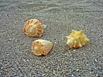 贝壳，海，贝壳，沙滩沙