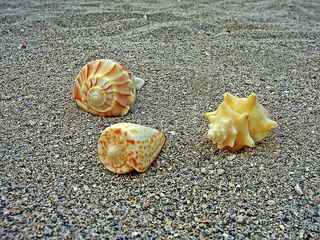 贝壳，海，贝壳，沙滩沙