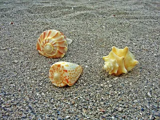 贝壳，海，贝壳，沙滩沙