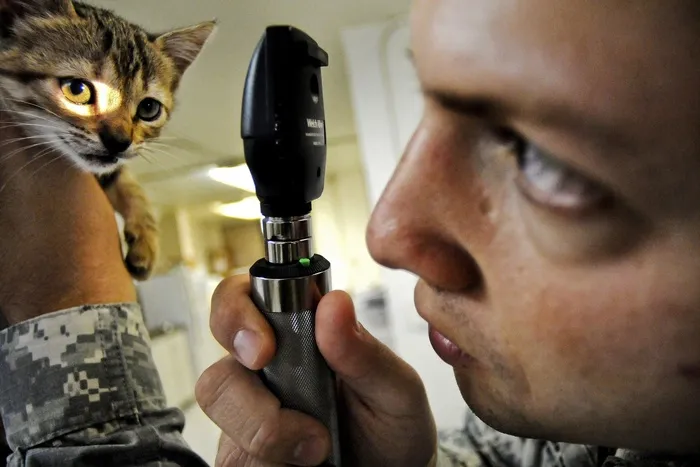 兽医检查猫的眼睛