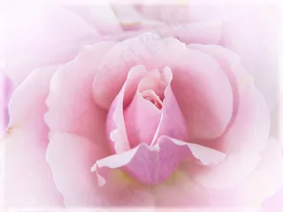 玫瑰，粉红色，宏，关闭，开花，厂