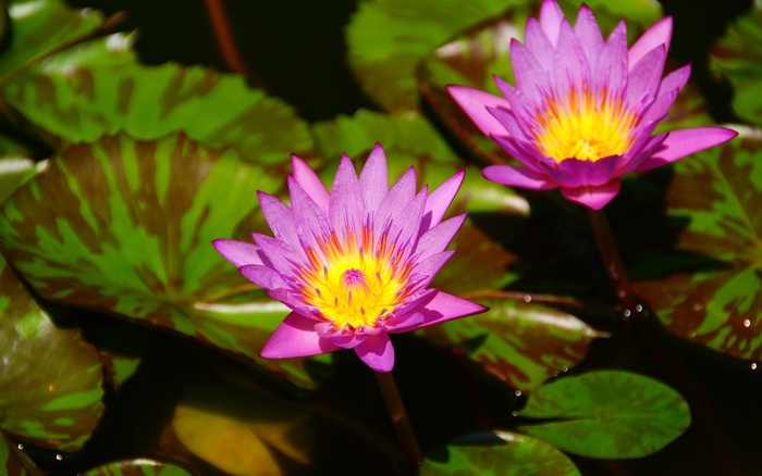 莲花，睡莲，鲜花，风筝，植物，池塘植物