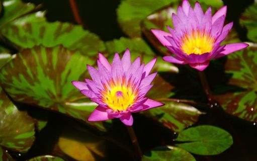 莲花，睡莲，鲜花，风筝，植物，池塘植物