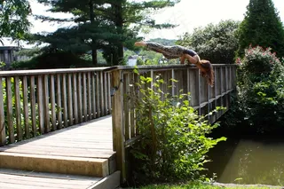 瑜伽，力量，手臂平衡，女孩，健康，女性