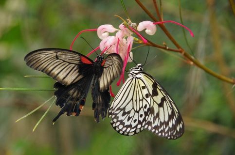 蝴蝶，蝴蝶，Mariposario De Benalmadena