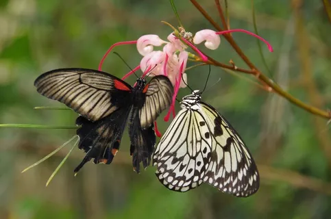 蝴蝶，蝴蝶，Mariposario De Benalmadena