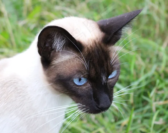暹罗猫，眼睛，猫，纯种猫，蓝色，蓝色的眼睛