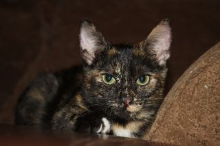 猫，小猫，亲爱的，宠物，动物，猫，三色