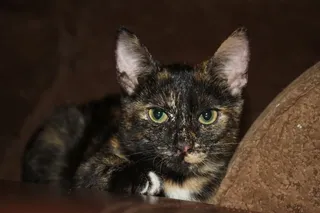 猫，小猫，亲爱的，宠物，动物，猫，三色