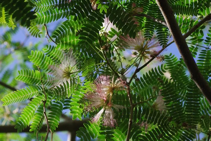 植物，热带地区，鲜花，热带，花园，性质，树