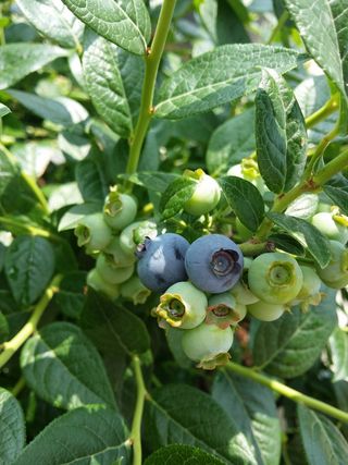 蓝莓，水果，木材，水果收集，果树