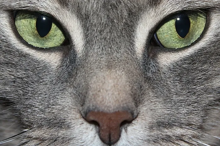 猫，绿眼睛，猫眼，动物，宏，Vista