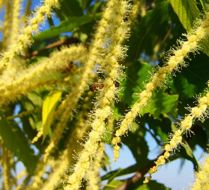 柔和的栗花，黄色的花，授粉