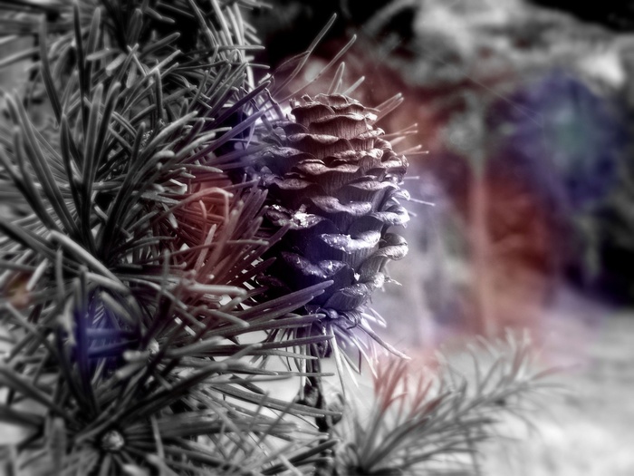 扎克，针叶树，道路，科，树，森林，自然