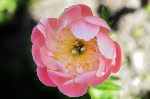 花,粉红色,花的,花园,盛开,自然,宏 花,粉红色,花的,花园,盛开,自然,宏