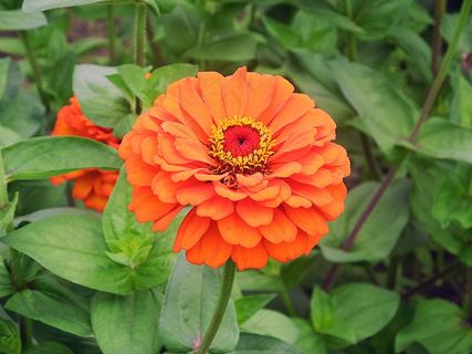 花，夏天，性质，夏季花卉，植物，明亮