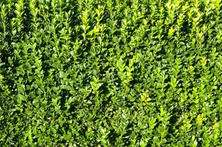 书，对冲，植物，叶子，绿色