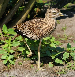 鸟，骄傲，恩斯特，在腿上，立场，注意