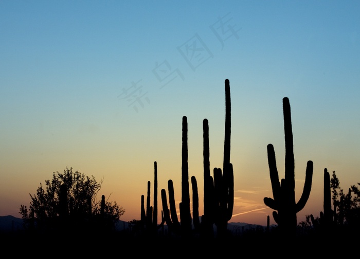 仙人掌仙人掌，黄昏，剪影，沙漠，景观