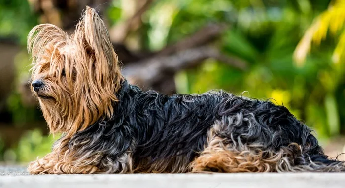 约克夏犬，狗，小狗