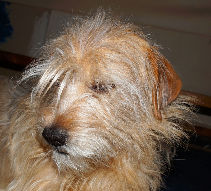 狗，母狗，脸，混合动力，宠物，棕色，很好，肖像