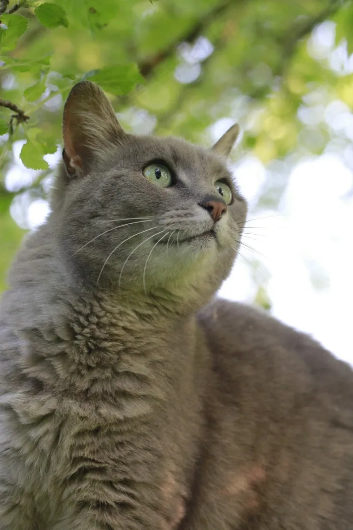 猫，猫的，自然，家养，可爱的猫