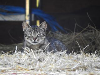 猫，家猫，宠物，鲭鱼