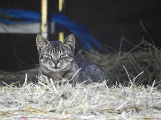 猫，家猫，宠物，鲭鱼