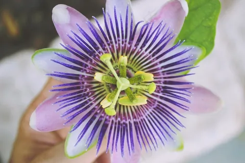 激情花,花,紫色,绿色,花的,春天 激情花,花,紫色,绿色,花的,春天